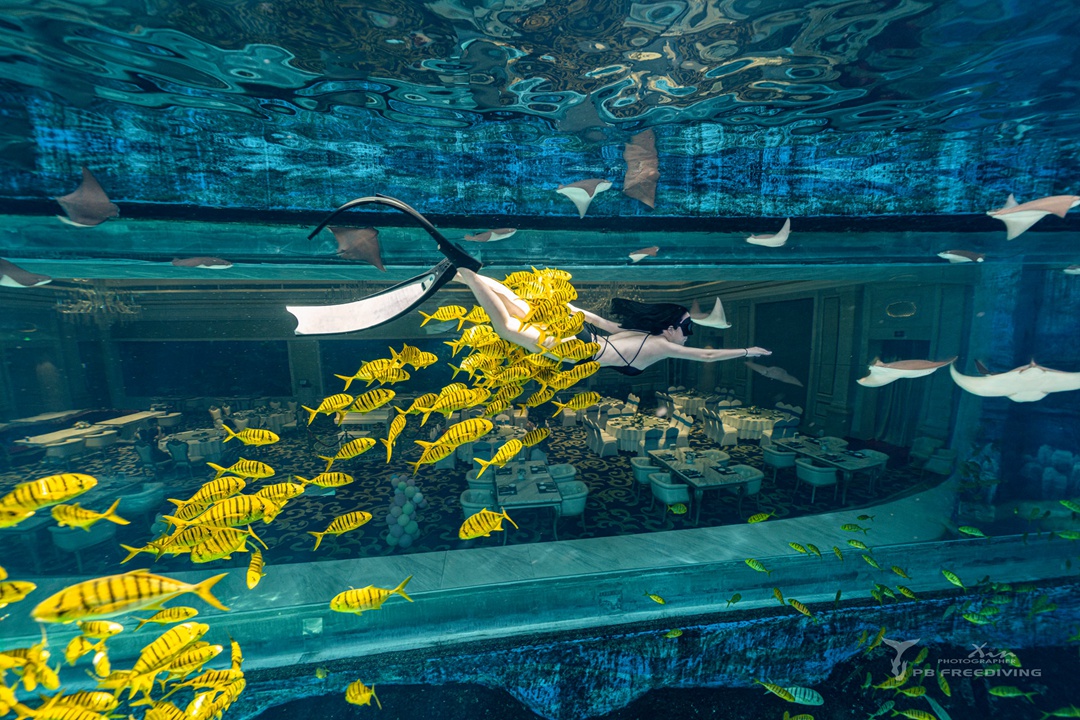 三亚小黄鱼水下摄影潜水摄影